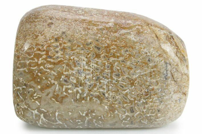 Polished Dinosaur Bone (Gembone) - Morocco #349612